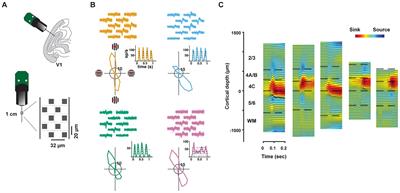 Comparison of orientation encoding across layers within single columns of primate V1 revealed by high-density recordings